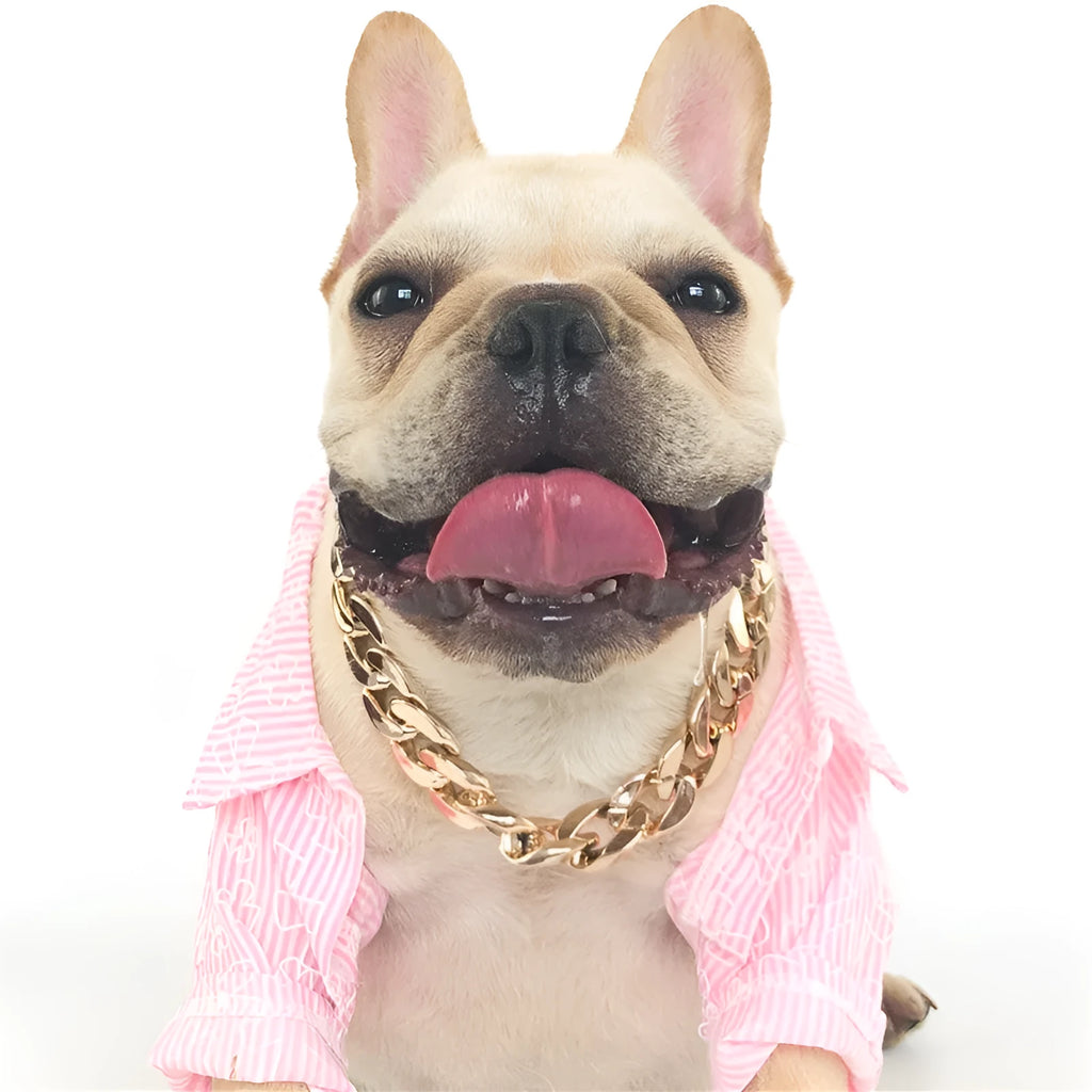 Gold colour chain dog collar with buckle for small to medium sized dogs on adjustable setting