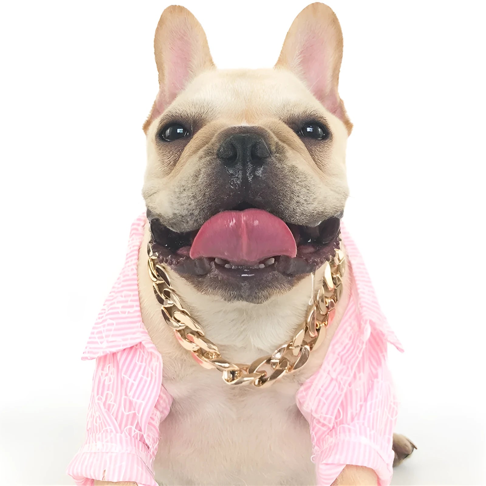 Gold colour chain dog collar with buckle for small to medium sized dogs on adjustable setting