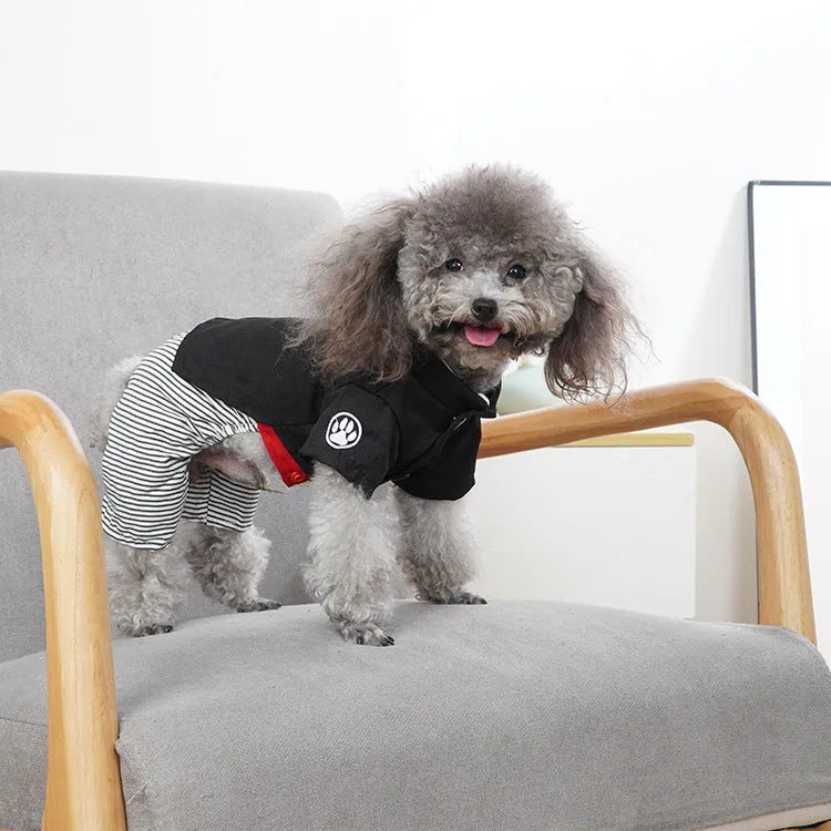 Poodle wearing thin cotton dog clothes in skirt or four-foot pants style for seasonal wear