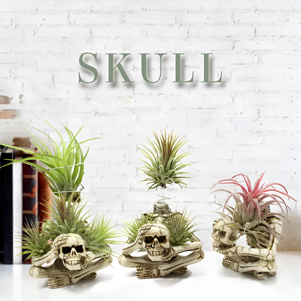 Gothic skull design resin bracket for holding soilless Tillandsia air plants on a dark background.