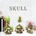 Gothic skull design resin bracket for holding soilless Tillandsia air plants on a dark background.