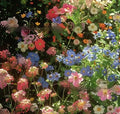 Packet of Purpleflower Holly Leaf cold and drought resistant mixed wildflower seeds for garden borders.
