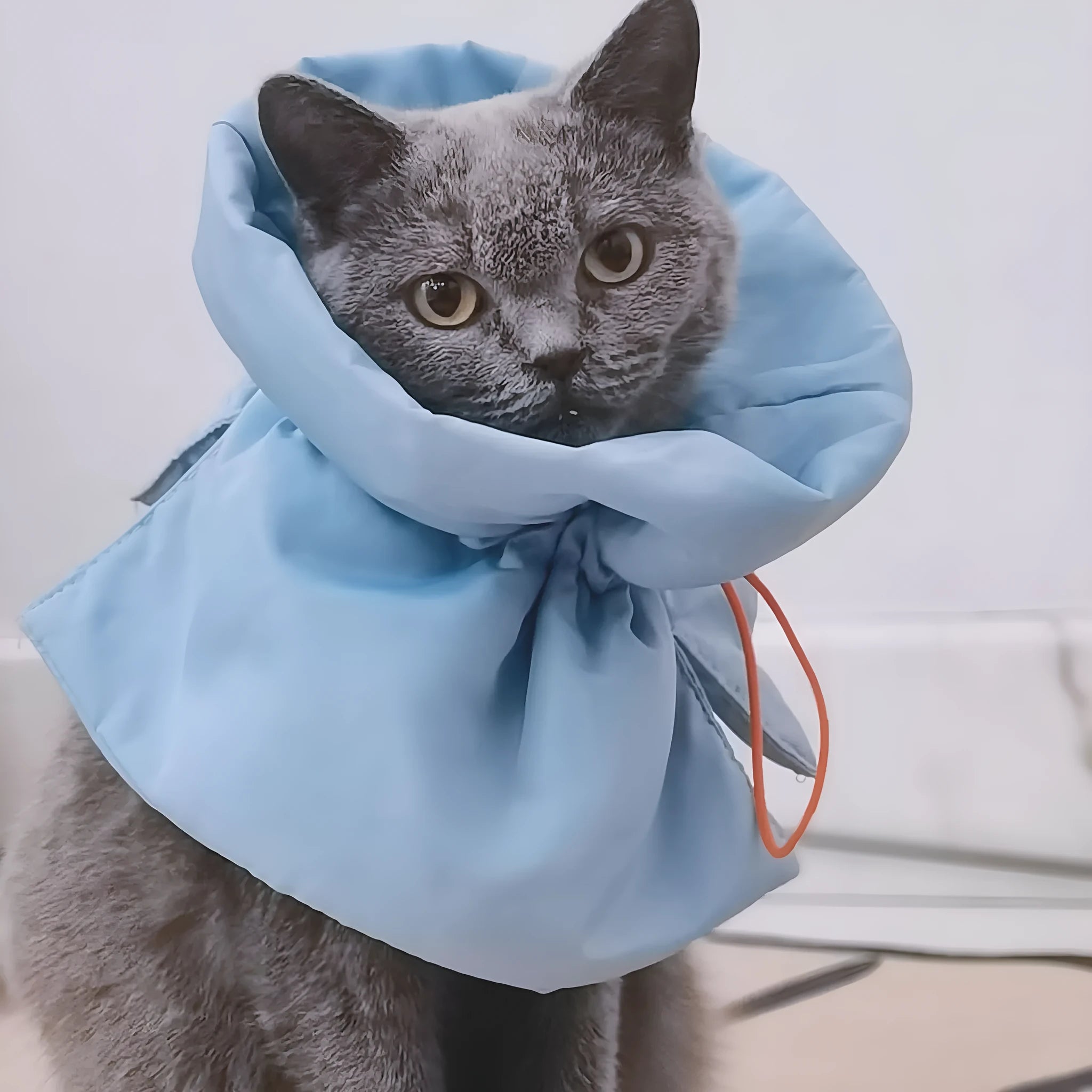Adjustable soft cat cone collar in light blue protecting wound while allowing eating access