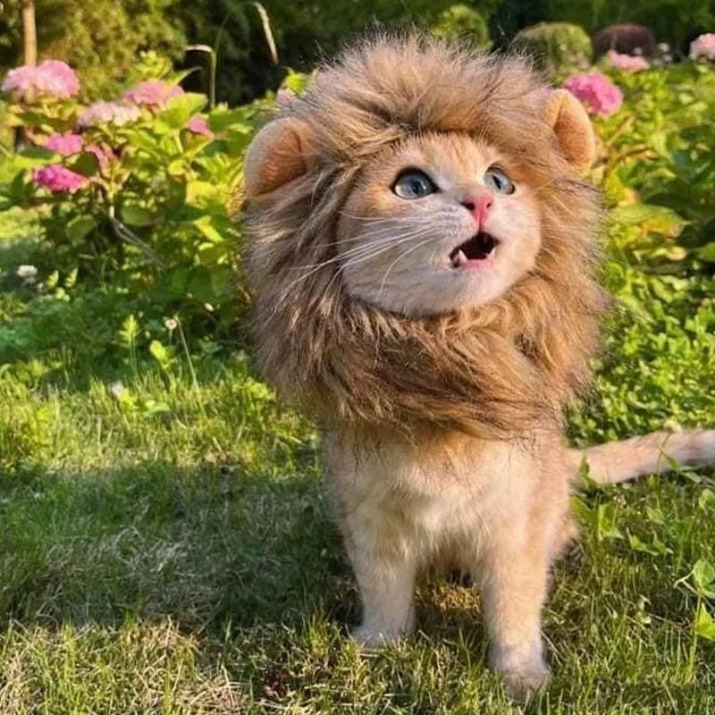 A grey cat wearing a brown lion mane wig with plush ears, showing the adjustable elastic band.