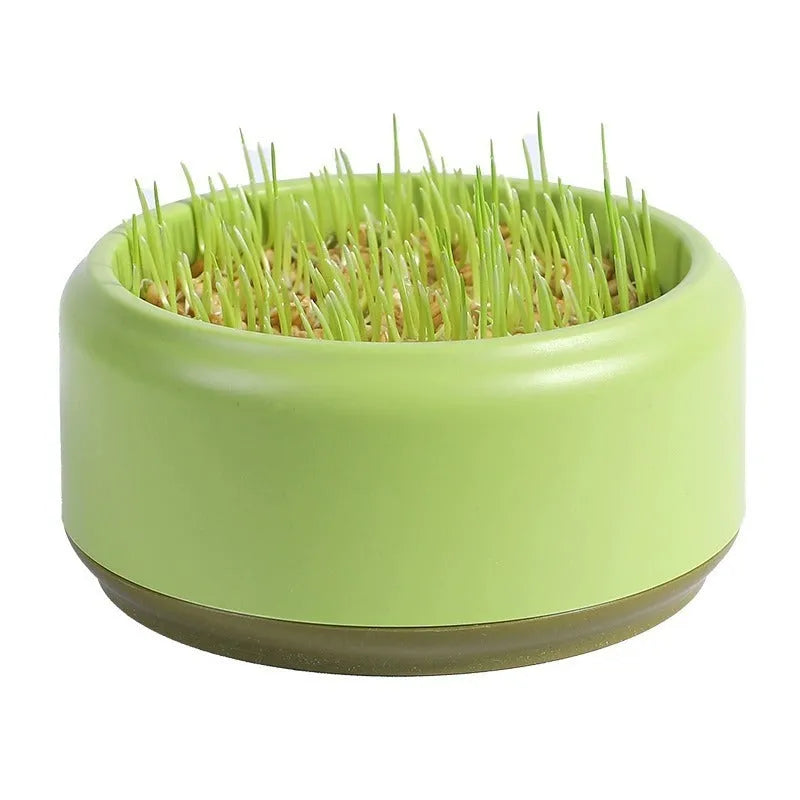 Blue, green and yellow hydroponic cat grass cups with seed packs for soilless indoor growing