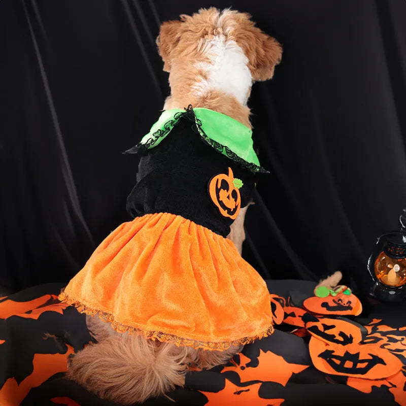 Small dog wearing a orange crystal velvet Halloween pumpkin skirt costume with green leaf accents.