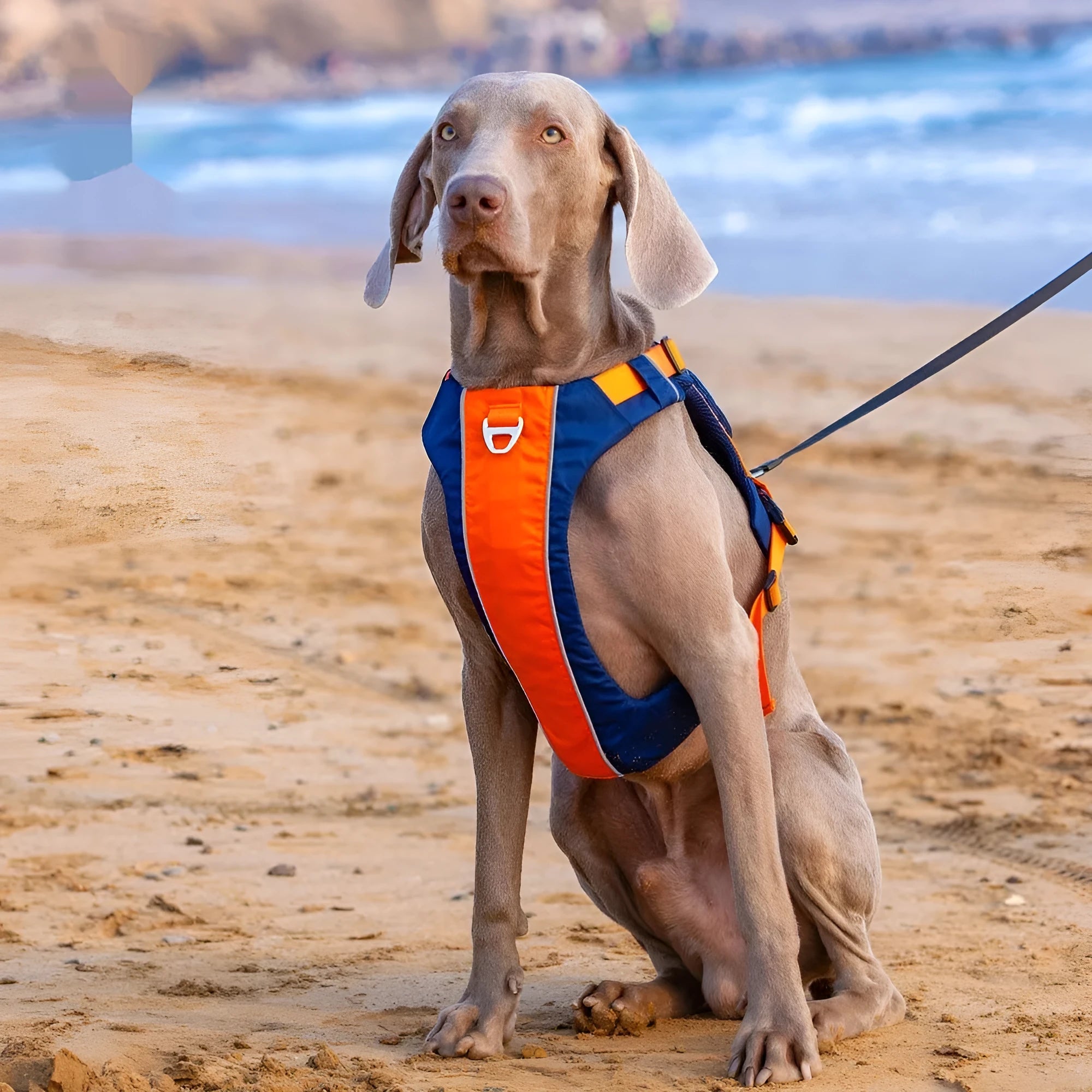 Orange-blue nylon dog chest strap vest style hand rope shown on size chart S M L XL.