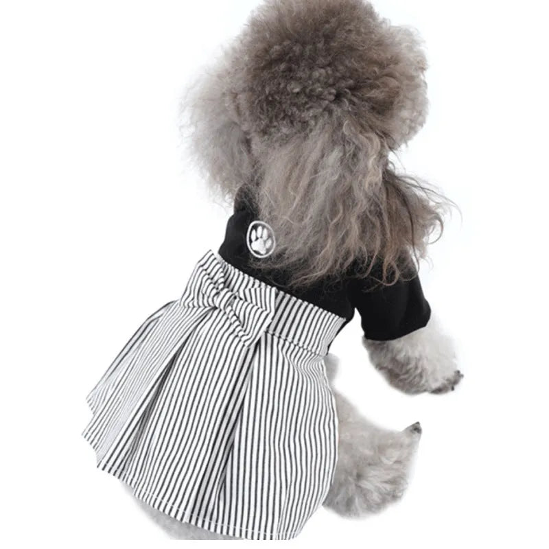 Poodle wearing thin cotton dog clothes in skirt or four-foot pants style for seasonal wear