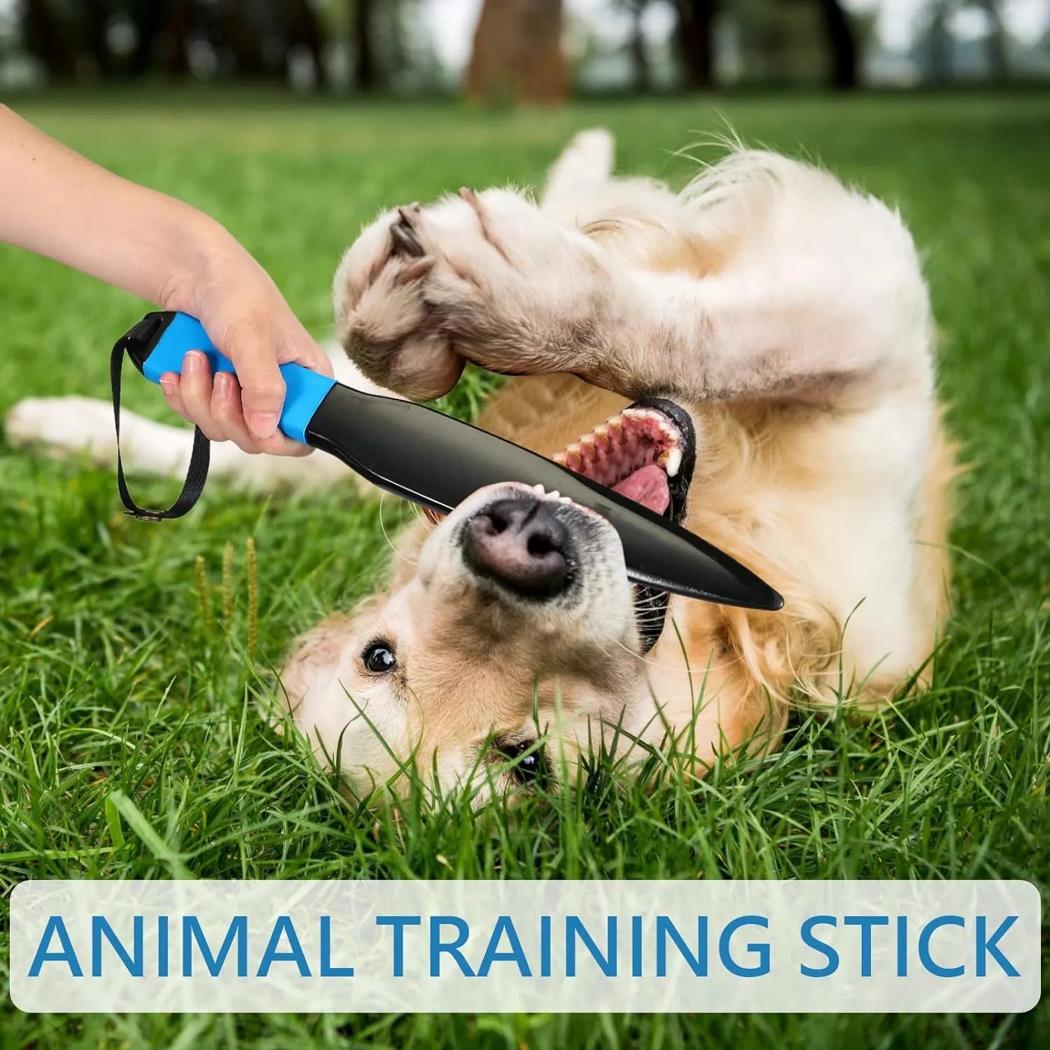 Blue handled nylon dog break stick for training small and medium dogs.