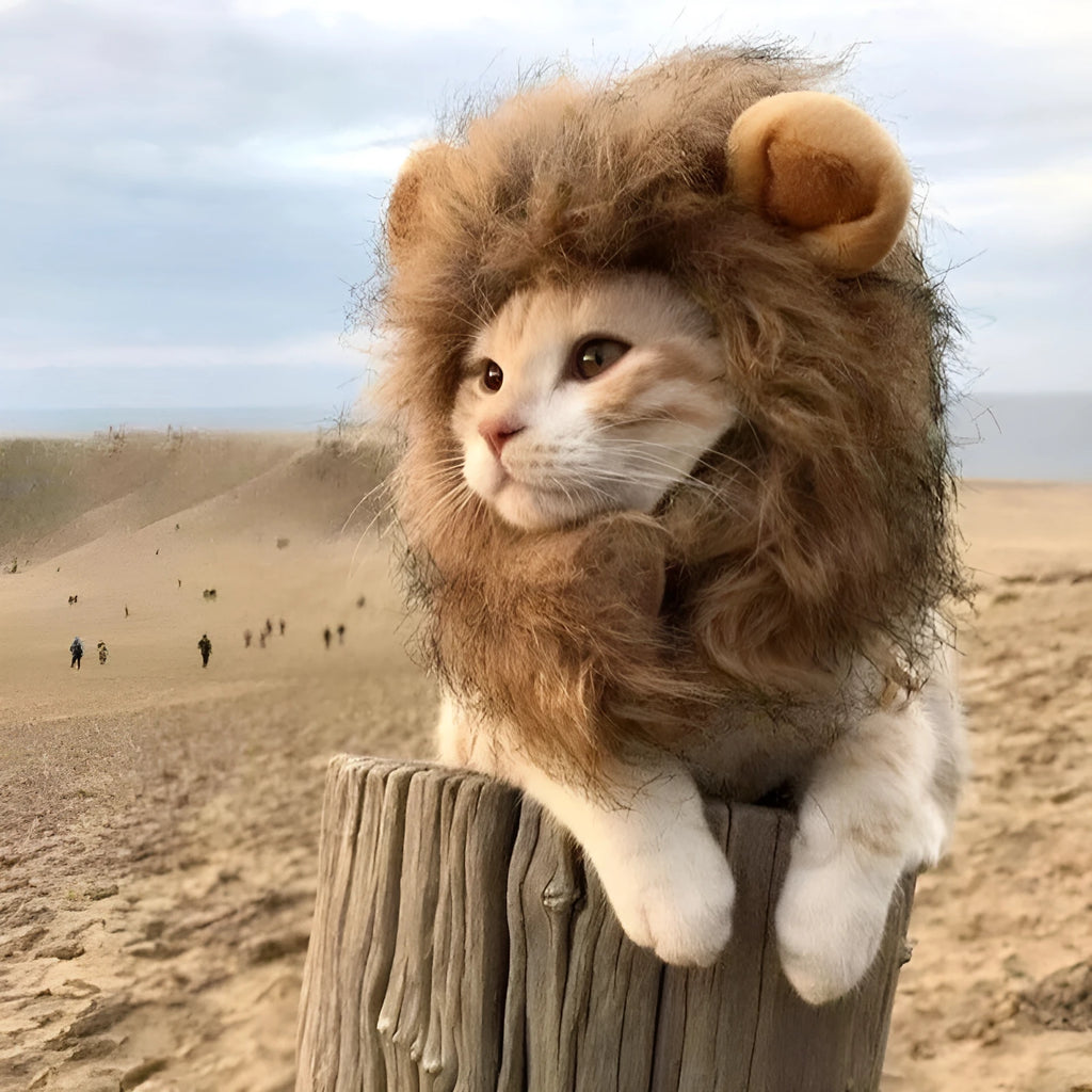 A grey cat wearing a brown lion mane wig with plush ears, showing the adjustable elastic band.