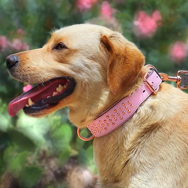 Leather dog collar with a line of metal anti-bite rivets, shown in chocolate brown colour.