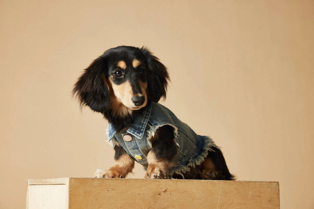 Embroidered raw edge denim vest for small dogs Maltese Schnauzer Teddy Bear sleeveless casual wear