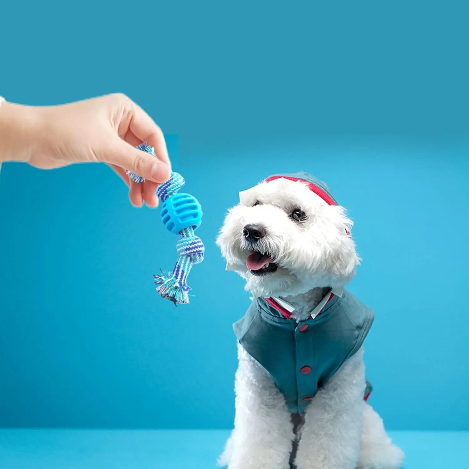 Blue dog chew toy with molar shape and rope attachment for teeth cleaning