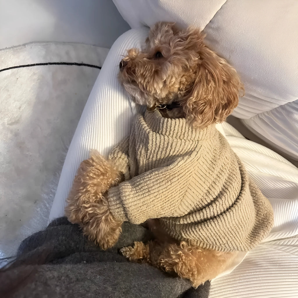 Brown cloth pullover sweater for small breed dog on model showing size fit