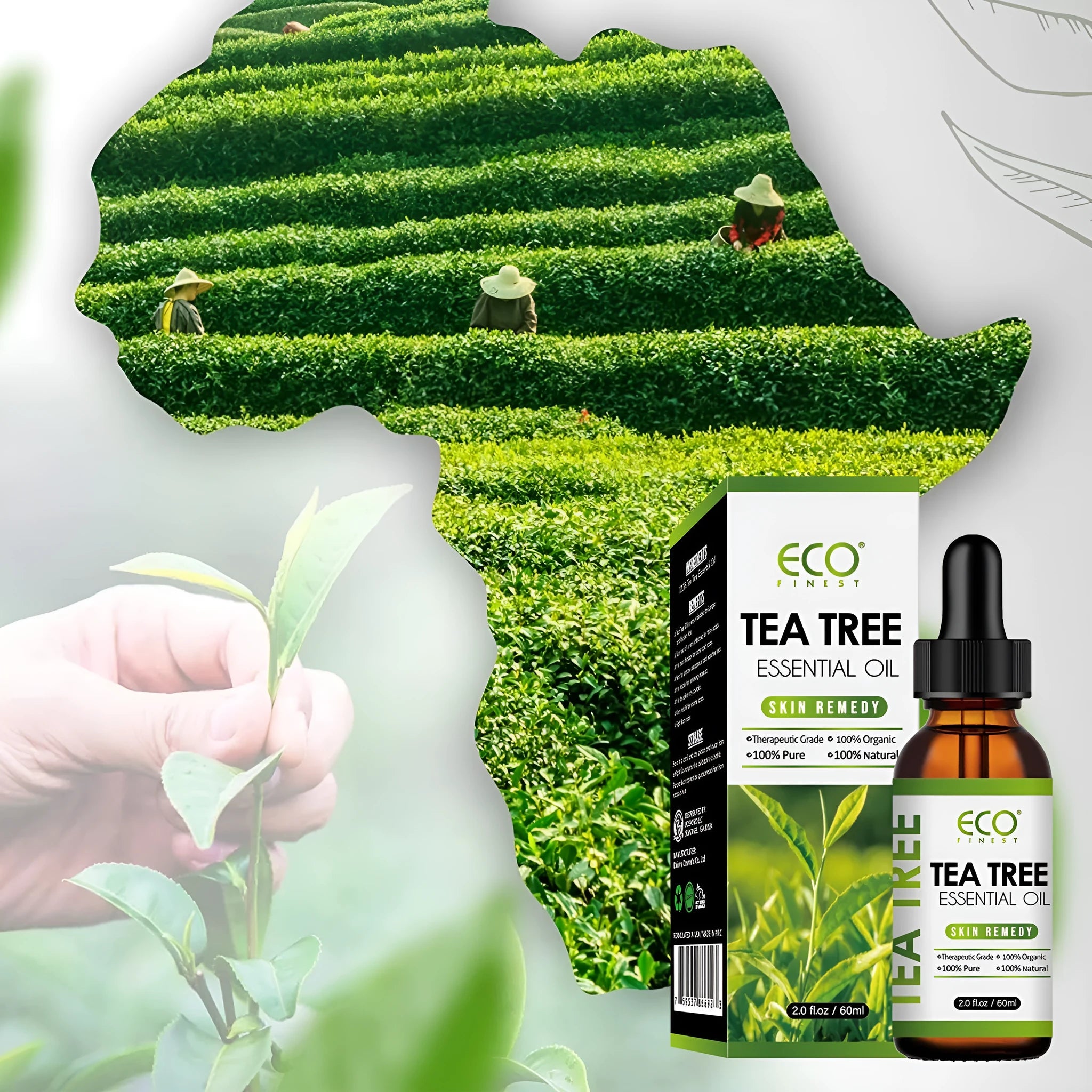 60ml bottle of pure tea tree essential oil for acne treatment and skin blemish reduction