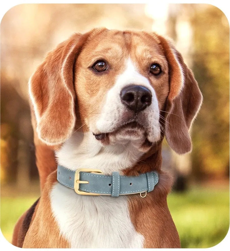 Double-layer leather dog collar and lead set in rose red, brown, or blue for small to extra-large dogs