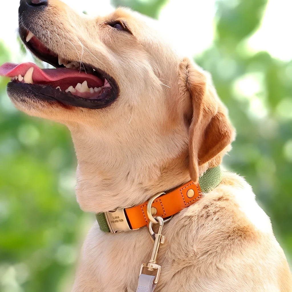 Small dog mohair neck collar and matching traction rope set in Mo Landi green colour