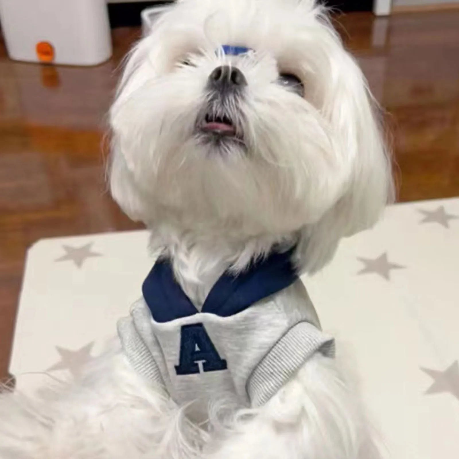 Blue and grey-white reflective letters pet hoodie for dogs and cats on mannequin