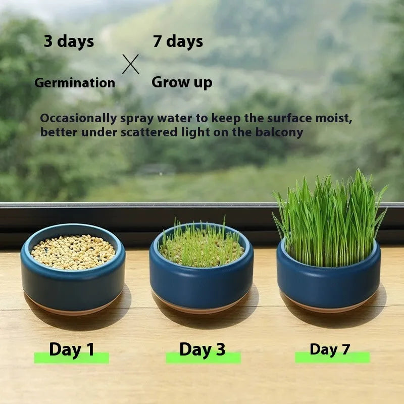 Blue, green and yellow hydroponic cat grass cups with seed packs for soilless indoor growing