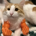 Funny cat hanging toy with plastic muscle arm design in orange