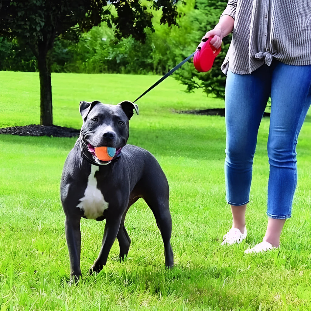 Red and blue TPR rubber dog training ball with squeaker, 6.5cm in diameter