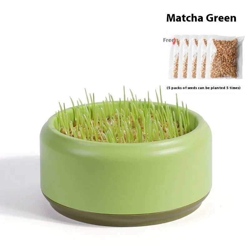 Blue, green and yellow hydroponic cat grass cups with seed packs for soilless indoor growing