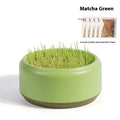 Blue, green and yellow hydroponic cat grass cups with seed packs for soilless indoor growing