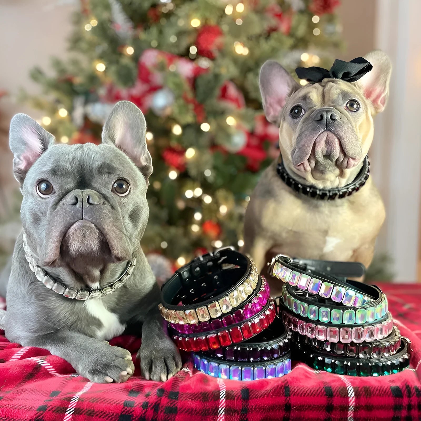 PU dog and cat collar in multiple colours with size options from XS to XL showing 1.5cm and 2cm widths